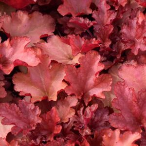 Heuchera 'Peach Flambe' ® ---